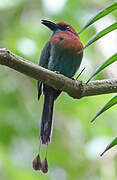 Broad-billed Motmot