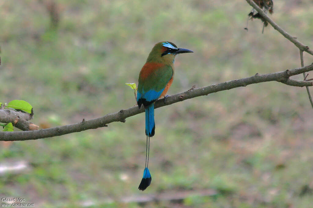 Motmot à sourcils bleusadulte, identification