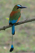 Motmot à sourcils bleus