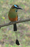 Motmot à sourcils bleus