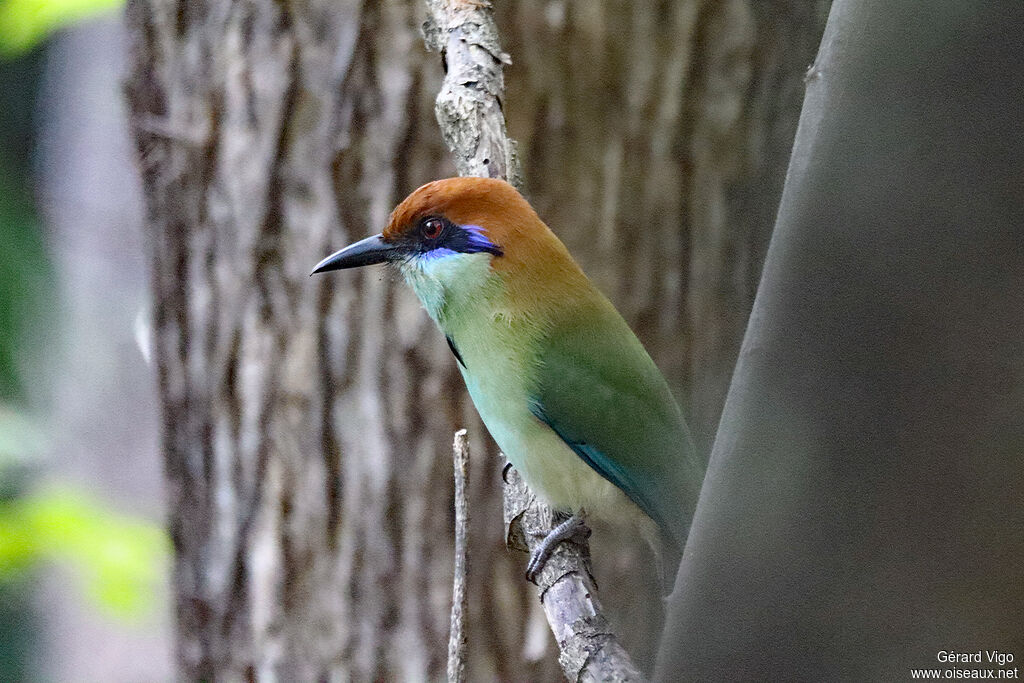 Motmot à tête rousse