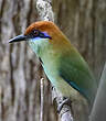 Motmot à tête rousse