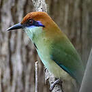 Motmot à tête rousse