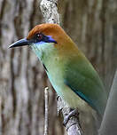 Motmot à tête rousse