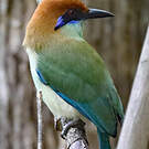 Motmot à tête rousse