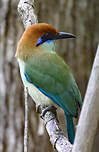 Motmot à tête rousse