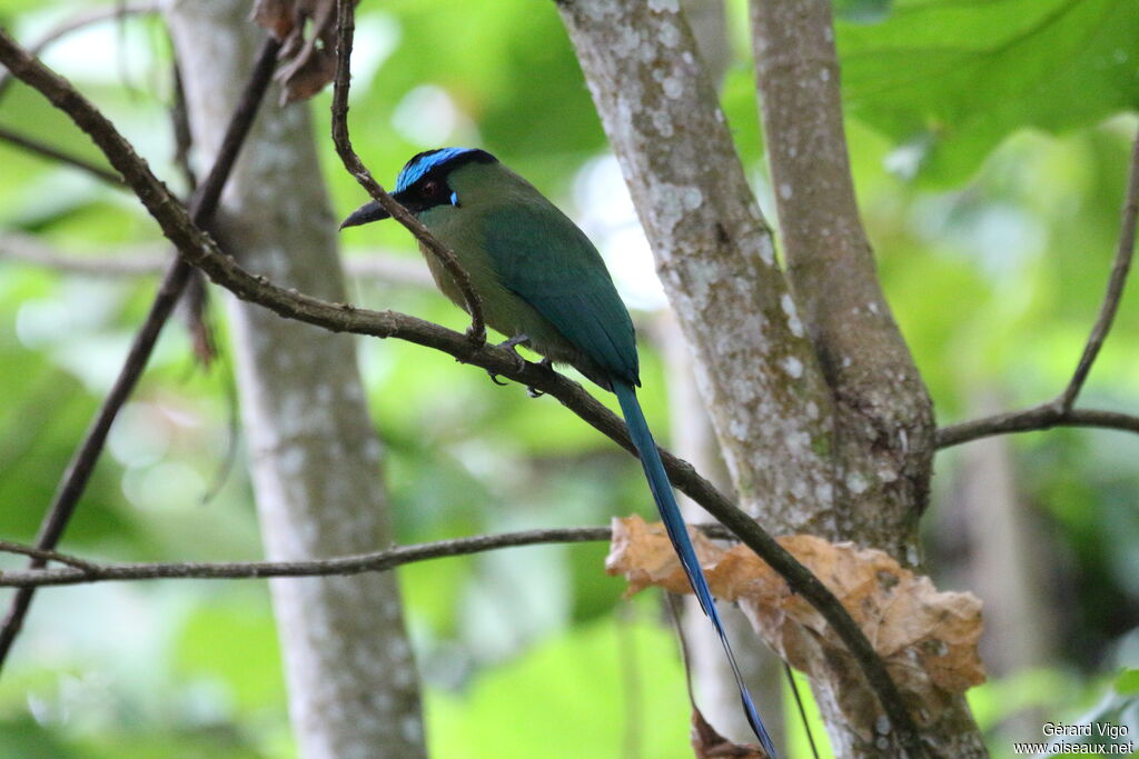 Motmot d'Équateuradulte