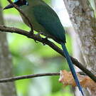 Motmot d'Équateur