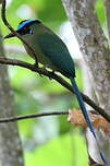 Motmot d'Équateur