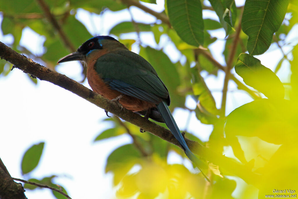 Amazonian Motmotadult