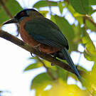 Motmot houtouc