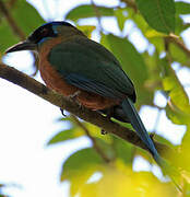 Amazonian Motmot