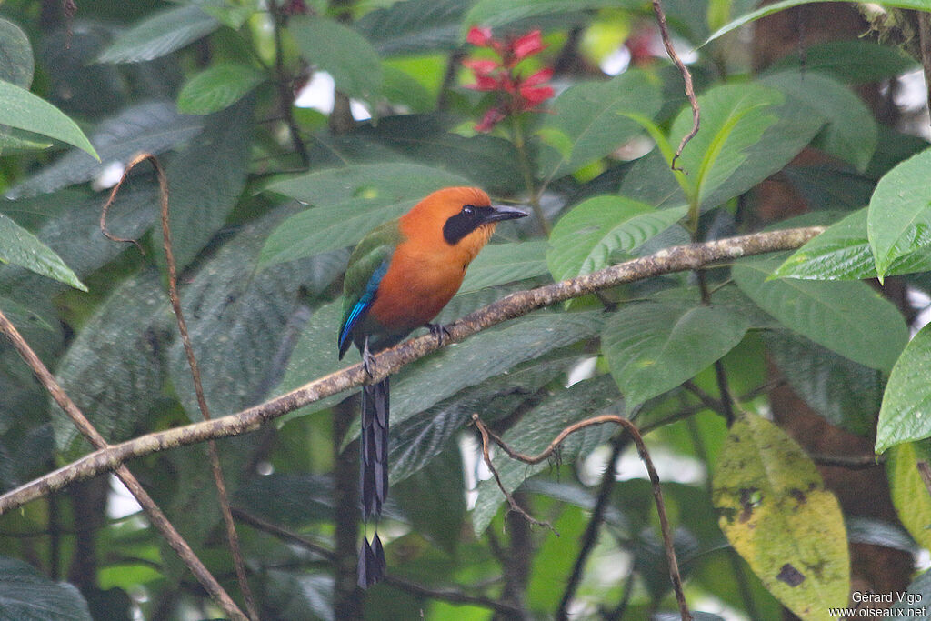 Rufous Motmotadult