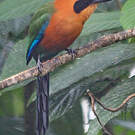 Motmot roux
