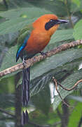 Rufous Motmot