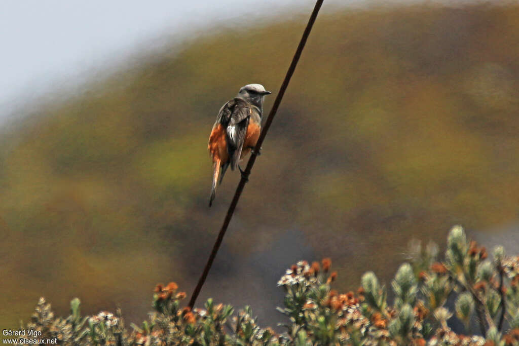 Red-rumped Bush Tyrantadult