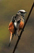 Red-rumped Bush Tyrant