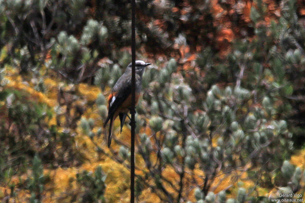 Red-rumped Bush Tyrantadult