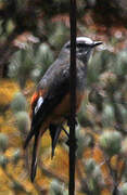 Red-rumped Bush Tyrant