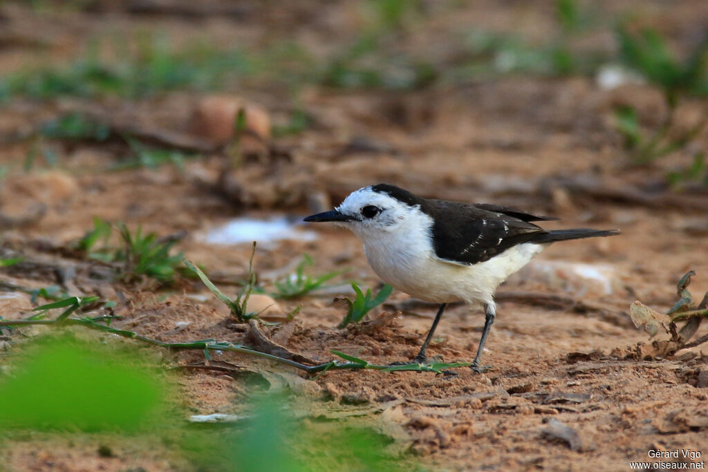 Black-backed Water Tyrantadult