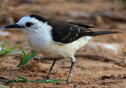 Black-backed Water Tyrant