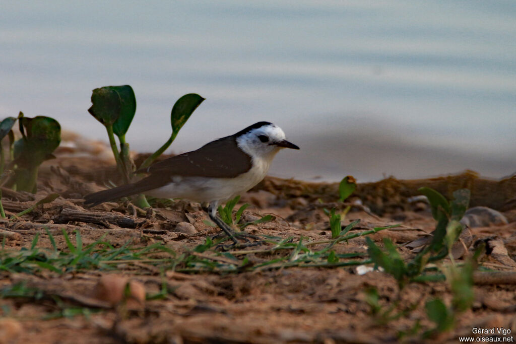 Black-backed Water Tyrantadult