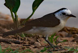 Black-backed Water Tyrant