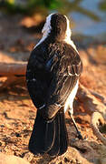 Black-backed Water Tyrant