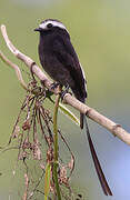 Long-tailed Tyrant