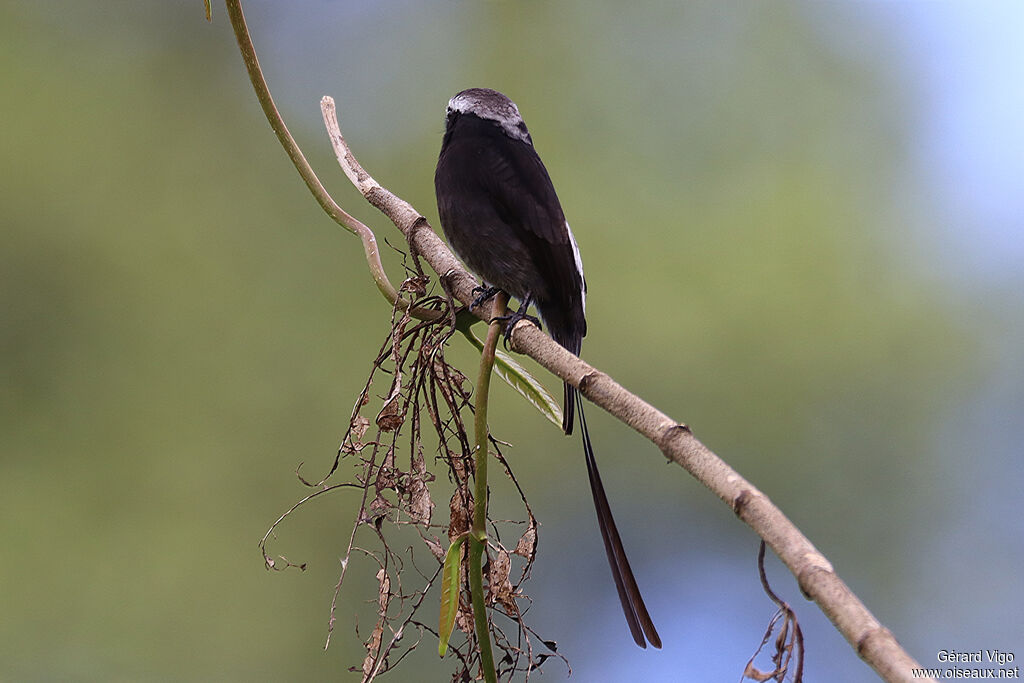 Long-tailed Tyrantadult