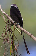 Long-tailed Tyrant