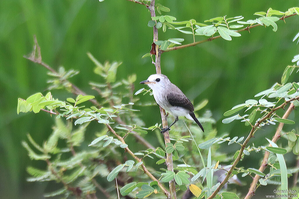 White-headed Marsh Tyrant female adult