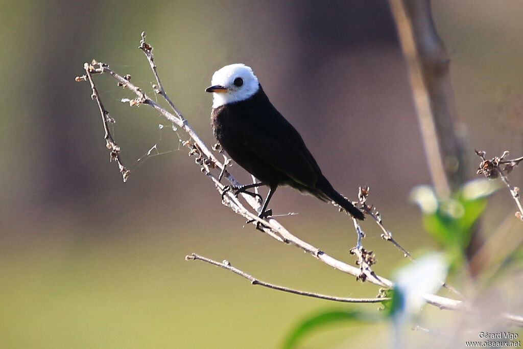 White-headed Marsh Tyrant male adult