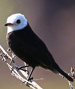 White-headed Marsh Tyrant