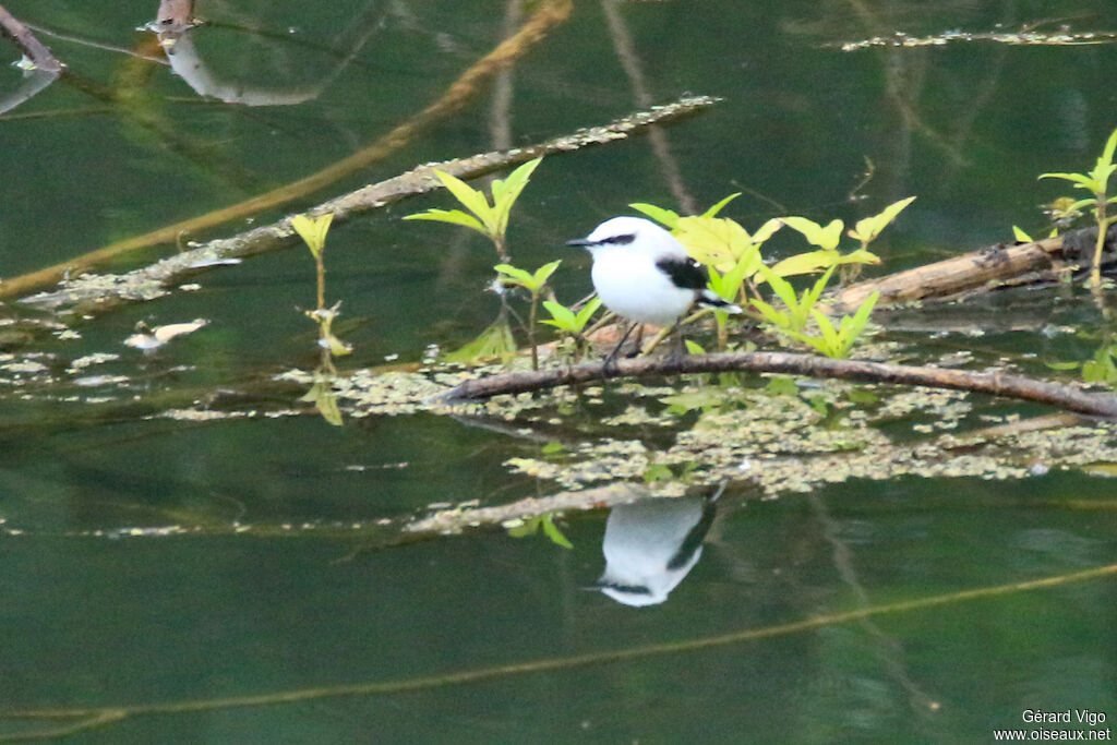 Masked Water Tyrantadult