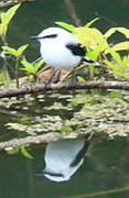 Masked Water Tyrant