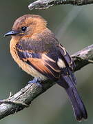 Cinnamon Flycatcher