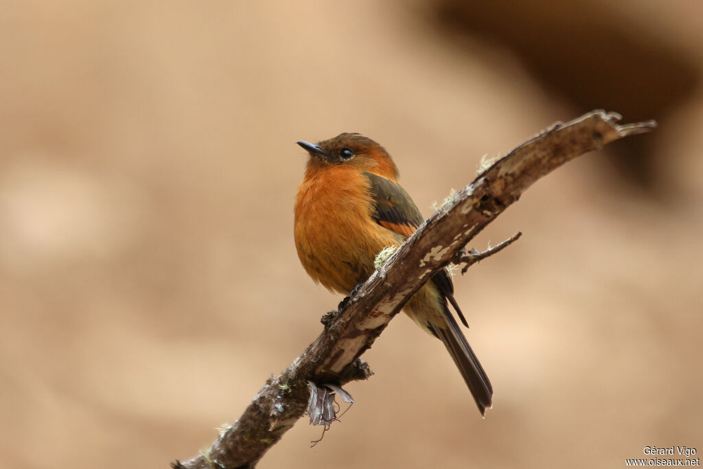 Cinnamon Flycatcheradult