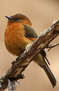 Cinnamon Flycatcher