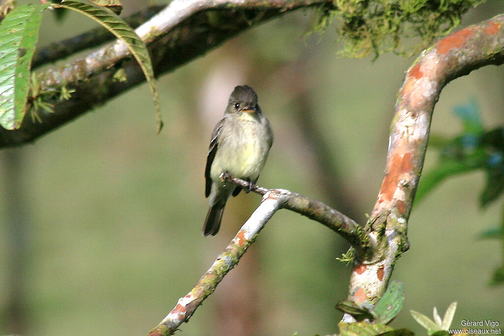 Northern Tropical Peweeadult