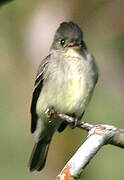 Northern Tropical Pewee