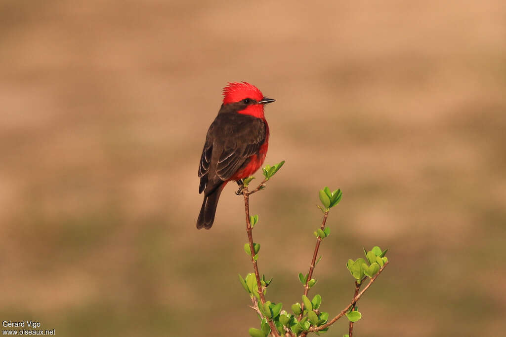 Scarlet Flycatcher male adult, identification