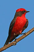 Scarlet Flycatcher