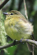 Flavescent Flycatcher