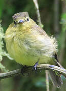 Flavescent Flycatcher