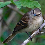 Fuscous Flycatcher