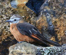 Cliff Flycatcher