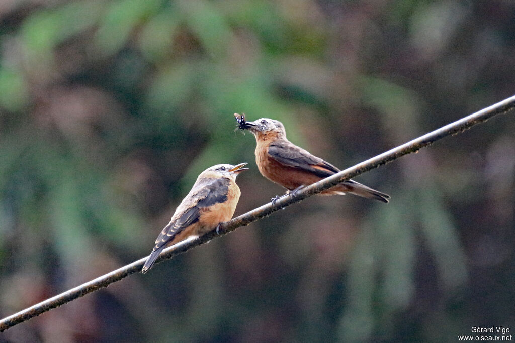 Cliff Flycatcher