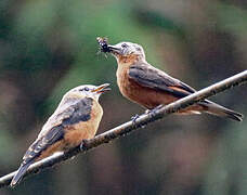 Cliff Flycatcher