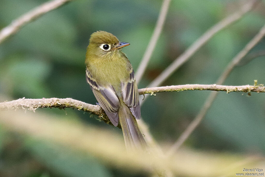 Yellowish Flycatcheradult